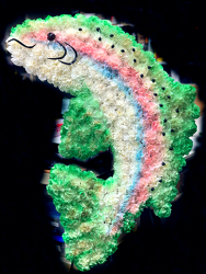 Rainbow Trout Upper Darby Polites Florist, Springfield Polites Florist