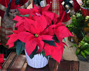 Red Poinsettia  Upper Darby Polites Florist, Springfield Polites Florist