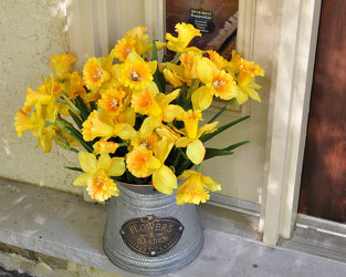 Silk-Daffodils in Galvanized Tin Upper Darby Polites Florist, Springfield Polites Florist