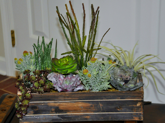 Silk Succulents in Box Upper Darby Polites Florist, Springfield Polites Florist