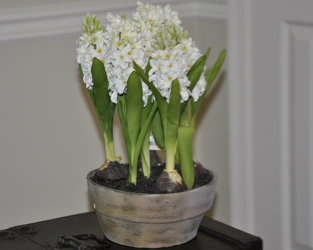 Silk-White Hyacinth Upper Darby Polites Florist, Springfield Polites Florist