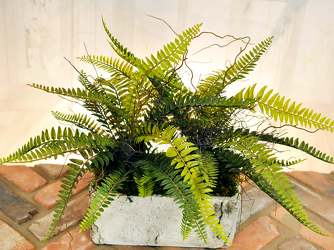 Silk Ferns in Ceramic Birchbark Upper Darby Polites Florist, Springfield Polites Florist