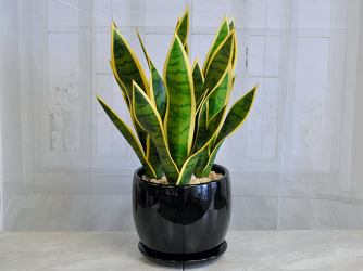 Silk Snake Plant - Triple Upper Darby Polites Florist, Springfield Polites Florist