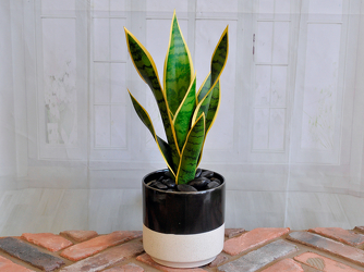 Silk Snake Plant - Single Upper Darby Polites Florist, Springfield Polites Florist