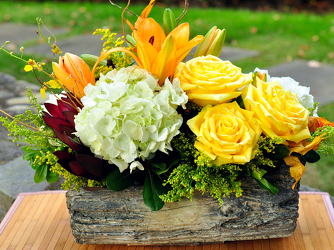 Timberland Upper Darby Polites Florist, Springfield Polites Florist