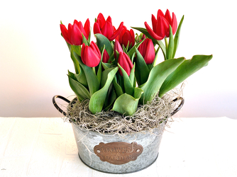 Tulip Plant Upper Darby Polites Florist, Springfield Polites Florist