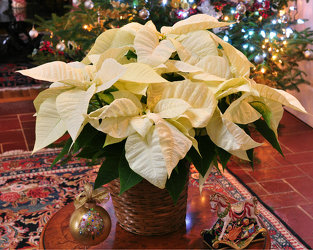 White Poinsettia Upper Darby Polites Florist, Springfield Polites Florist