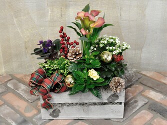 Winter Wonderland Plant Basket Upper Darby Polites Florist, Springfield Polites Florist