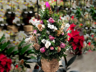 New Years Boxwood Tree Upper Darby Polites Florist, Springfield Polites Florist