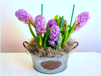 Hyacinth Plant  Upper Darby Polites Florist, Springfield Polites Florist