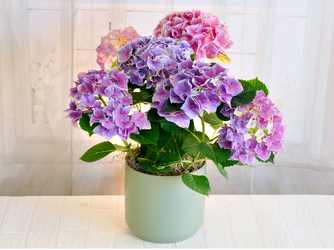 Hydrangea Plant Upper Darby Polites Florist, Springfield Polites Florist