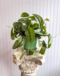 Silver Pothos Upper Darby Polites Florist, Springfield Polites Florist