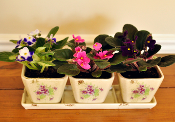 Sweet Violet Trio Upper Darby Polites Florist, Springfield Polites Florist