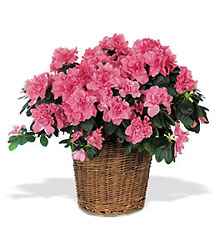 Azalea Upper Darby Polites Florist, Springfield Polites Florist